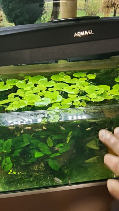 piękna Wąkrotka rośliny akwariowe