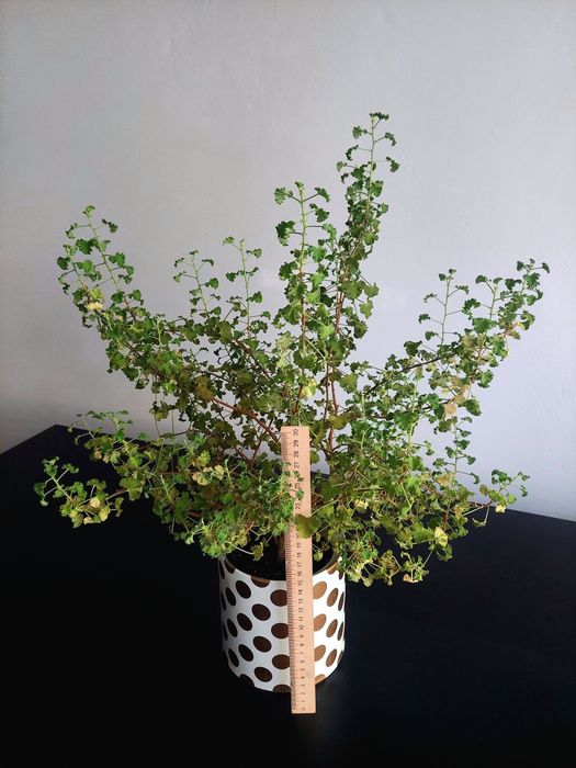 Пеларгонія Crispum Peach Cream - величезне дерево