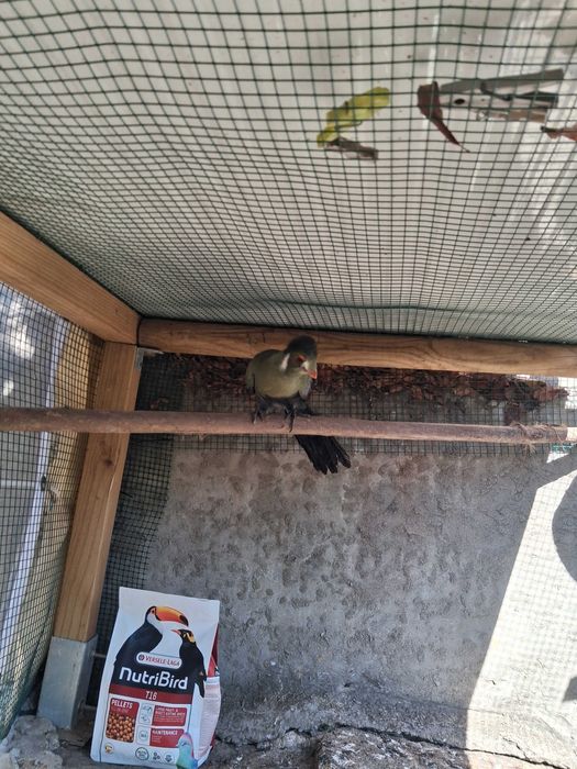 Fêmea de turaco leucotis