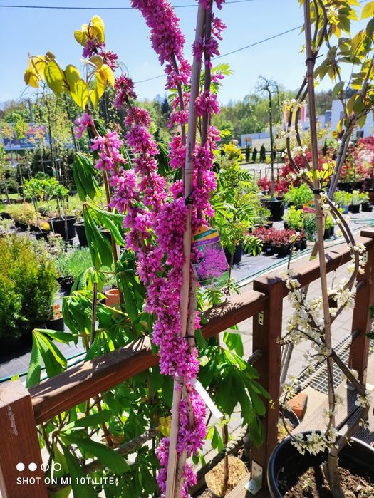 Projektowanie ,zakładanie ogrodów pielęgnacja ogrodu nawadnianie