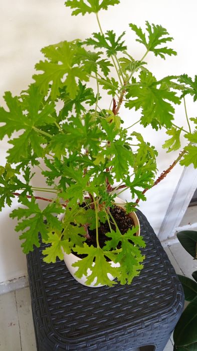 Klasyka, paproć geranium fikus