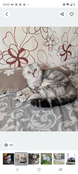 Шотландские котята.