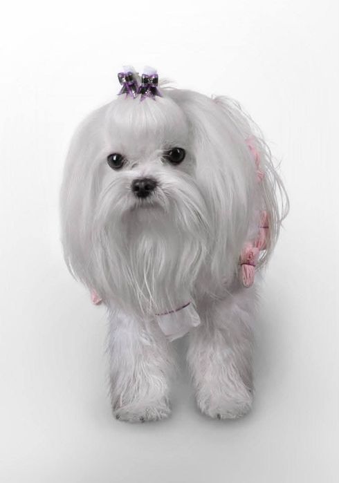 Maltańczyk piesek rodowód ZKWFCI