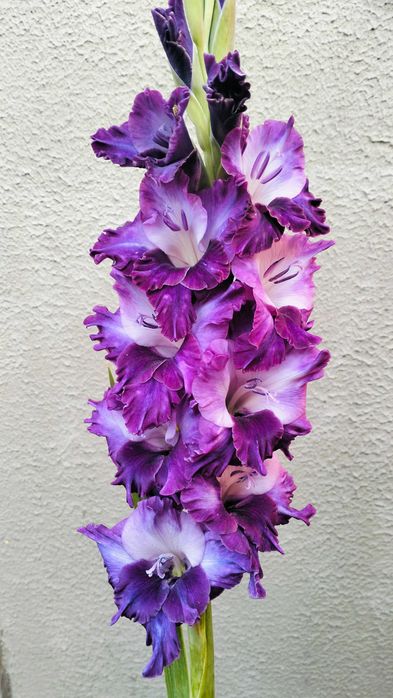 Сортові гладіолуси