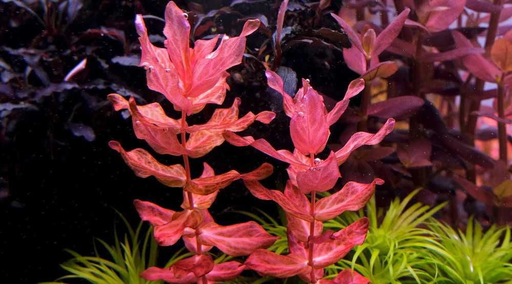 Roślina akwariowa Rotala macrandra