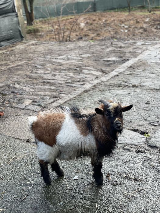 Cabrito anao de 1 ano e meio