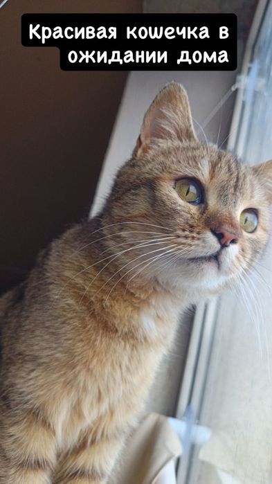 Милая кошечка бесплатно