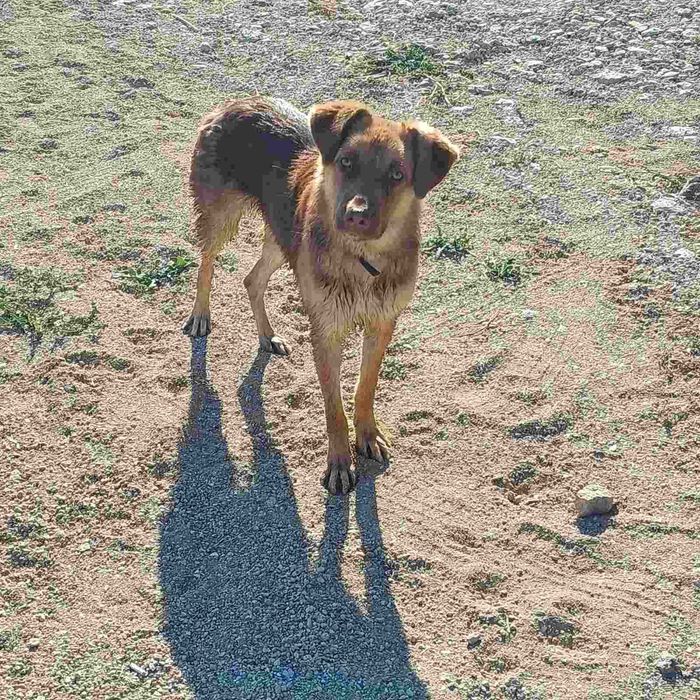 Шоколадный Каспер ищет дом