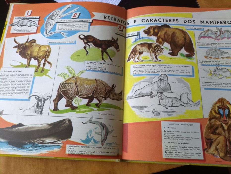 O Mundo dos Animais texto de Marcelle Vérité