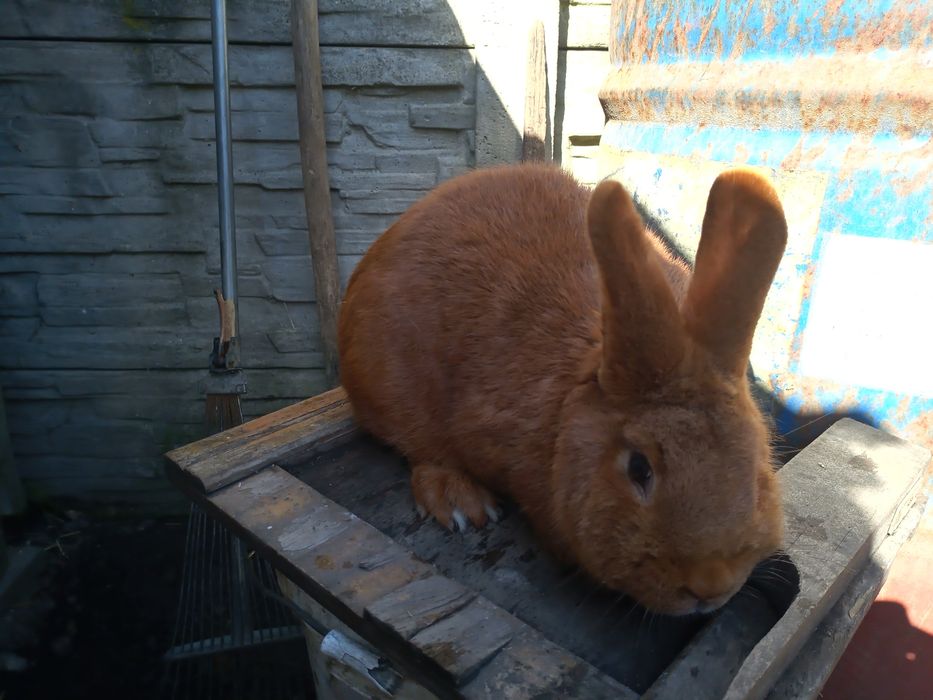 Nowozelandzka samica