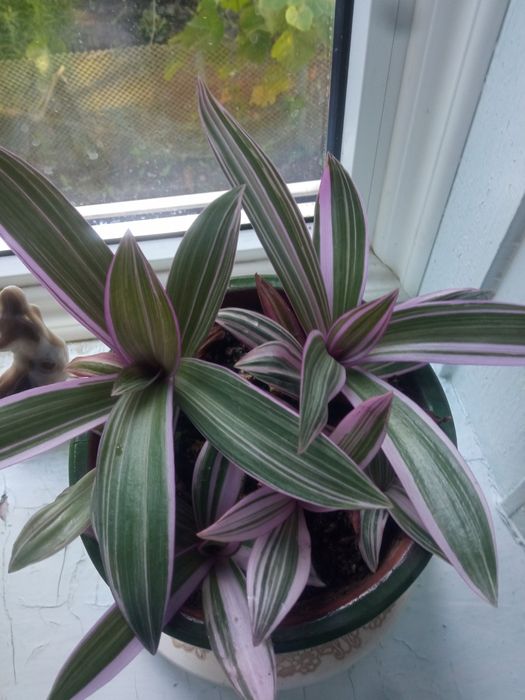 Растения для открытых площадок и офисов,большие и нарядные