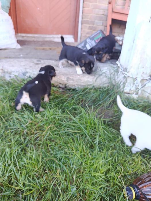 Відвм собак в дрбрі рукі батько змішана вівчарка мати дворняга  вік 2