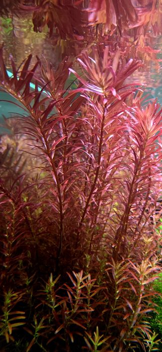 Planta aquário Rotala Blood - pés a cortar na altura