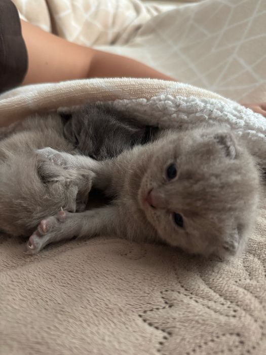 Кошенята шотландські