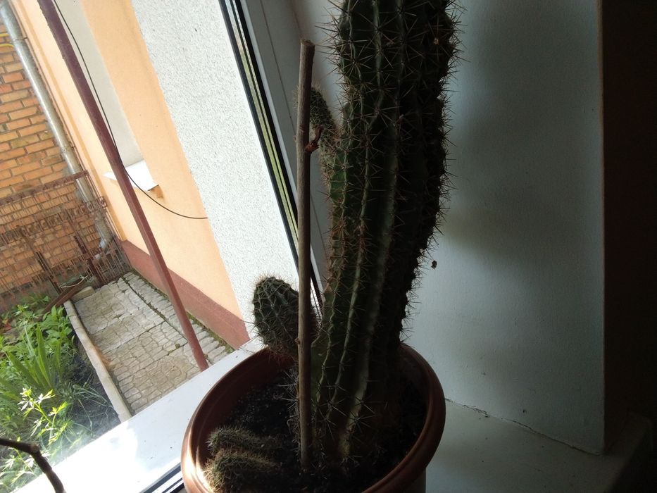 Кактус 150 грн.великий,