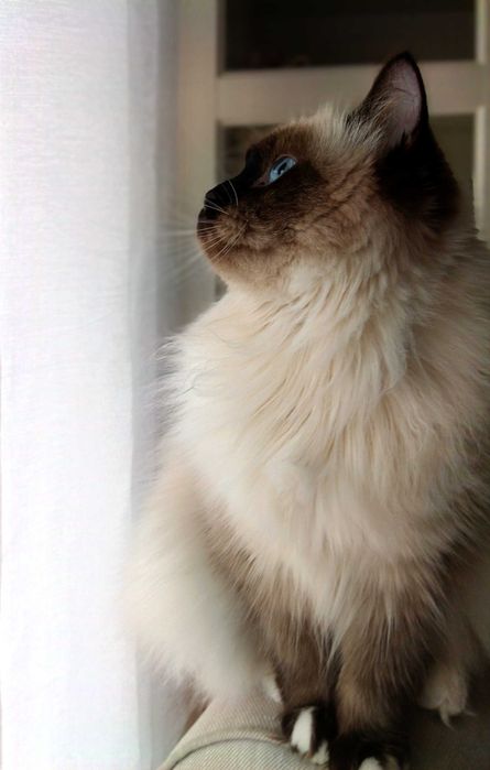 Kotka hodowlana Neva Masquerade