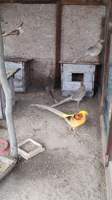 Bażant bananowybażanty bananowe,złotego dorosłego