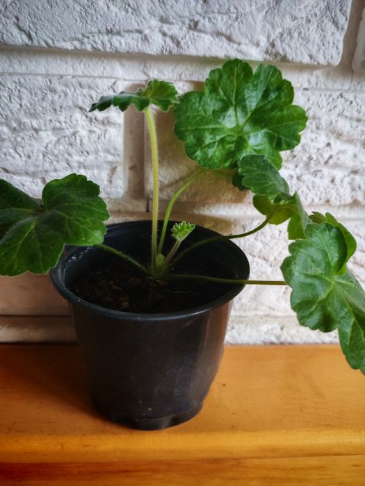 Пеларгонія" Ю-Сиреневый туман" 120грн