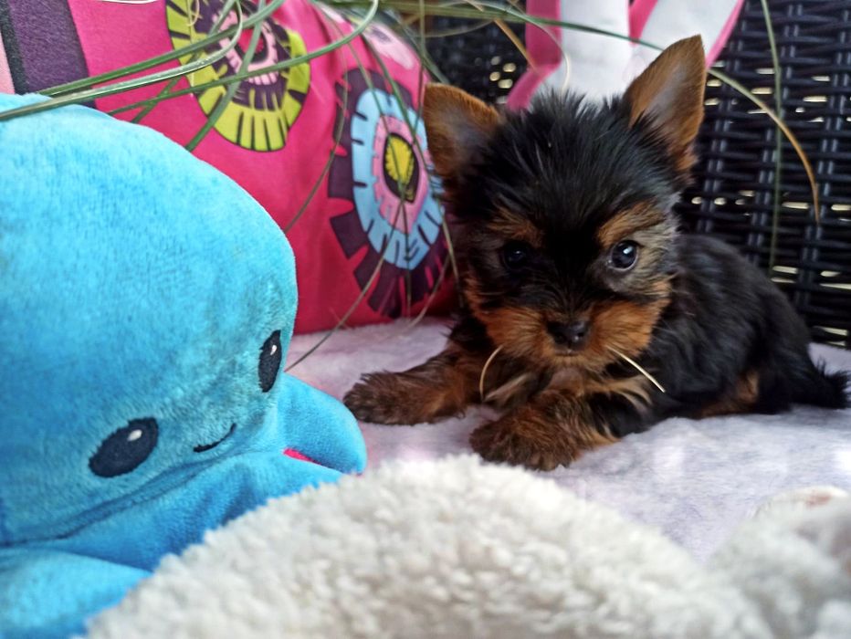 Yorkshire Terrier śliczny piesek