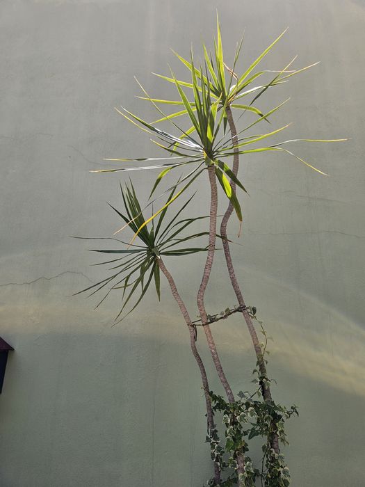 Dracaena marginata (planta natural)