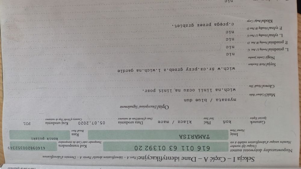 Sprzedam klacz Konik Polski