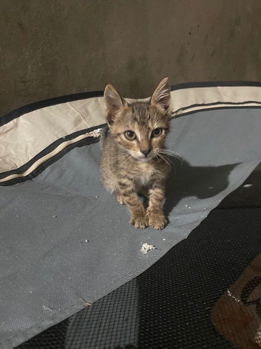 Gatos de 8 semanas