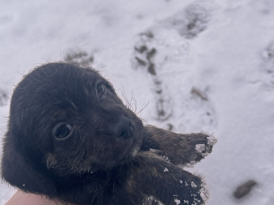 Цуценята в добрі руки