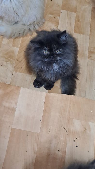 Cudowny kotek perski