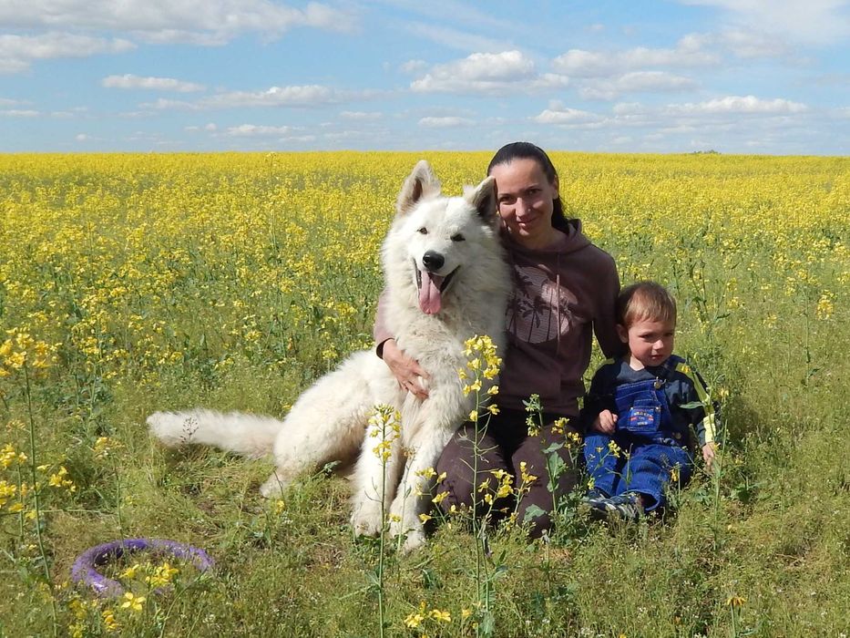 Шикарні цуценята БШВ Біла швейцарська вівчарка БШО документи КСУ/FCI