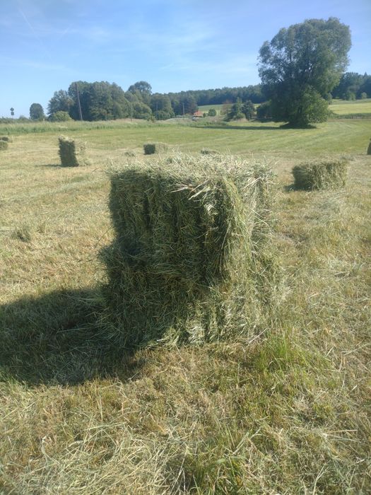 siano w kostkach ,Sprzedam Siano