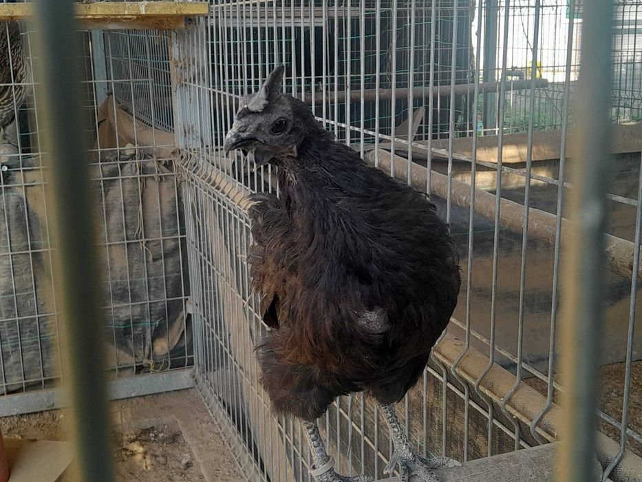 Ayam Cemani, "black tongue", Fm|Fm, linhagem indonesia