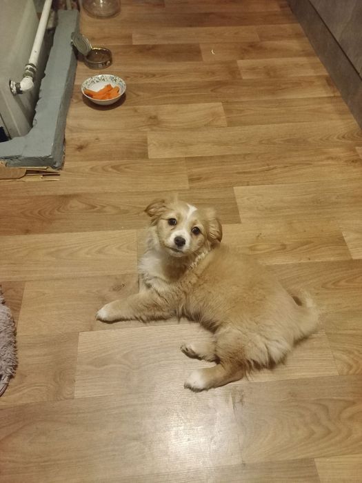 Віддам цуценя(дівчинка)