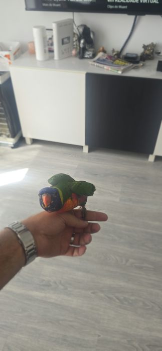 Vendo Loris Molucanos