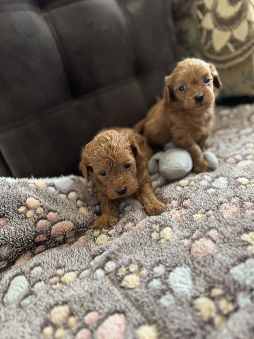 Продаж мальтіпу ф1 та ф2