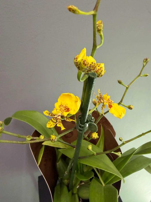 Storczyk Oncidium