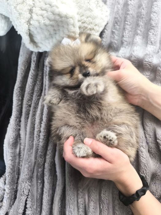 Spitz Anão.Lulu da Pomerânia Menina Laranja. Pop e Afixo. Perfeita