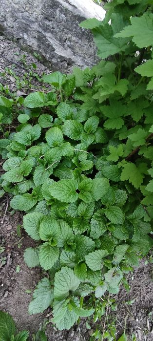 Мелисса лимонная