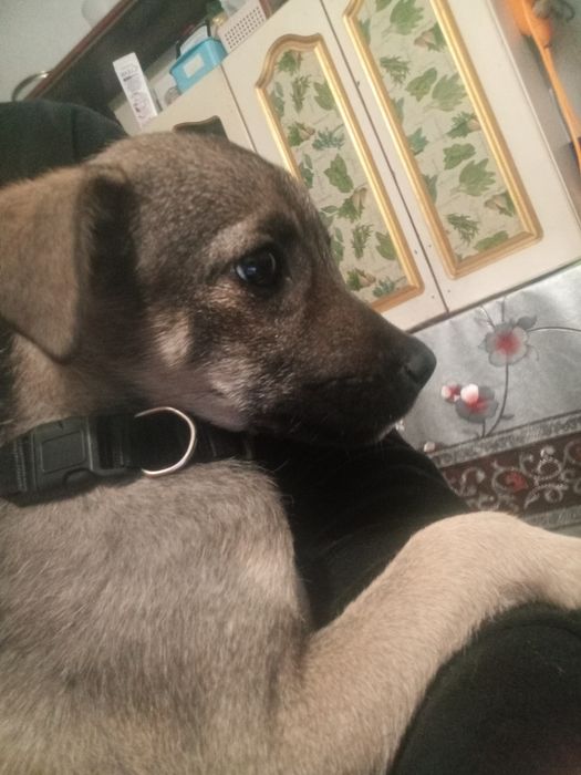 отдам в хорошие руки щенков помесь карликового пинчера