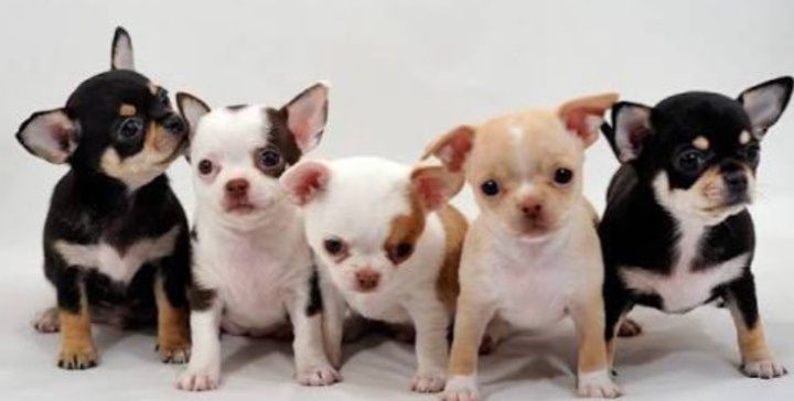 Подарки к РОЖДЕСТВУ .