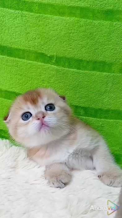Хлопчик золота шиншила шотландська висловуха