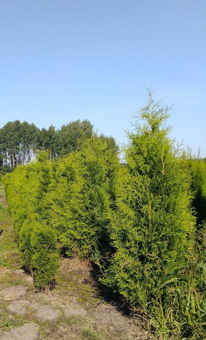 Tuja, żywotnik brabant 0,7-2 m