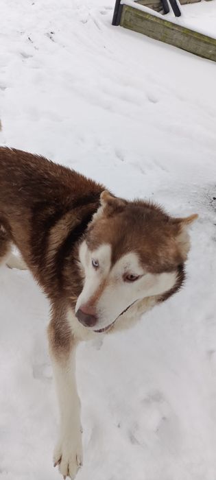 Oddam dwa cudowne psy