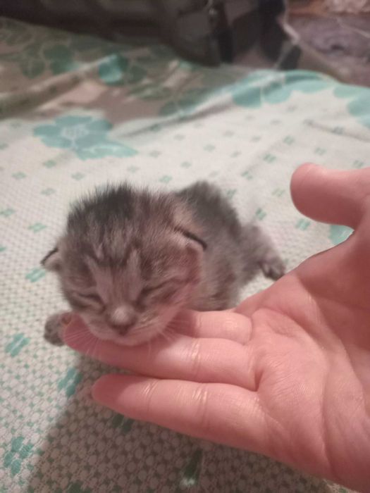 Котята в хорошие руки