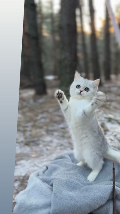 Прямовушка срібляста шиншила киця дівчинка шотландська