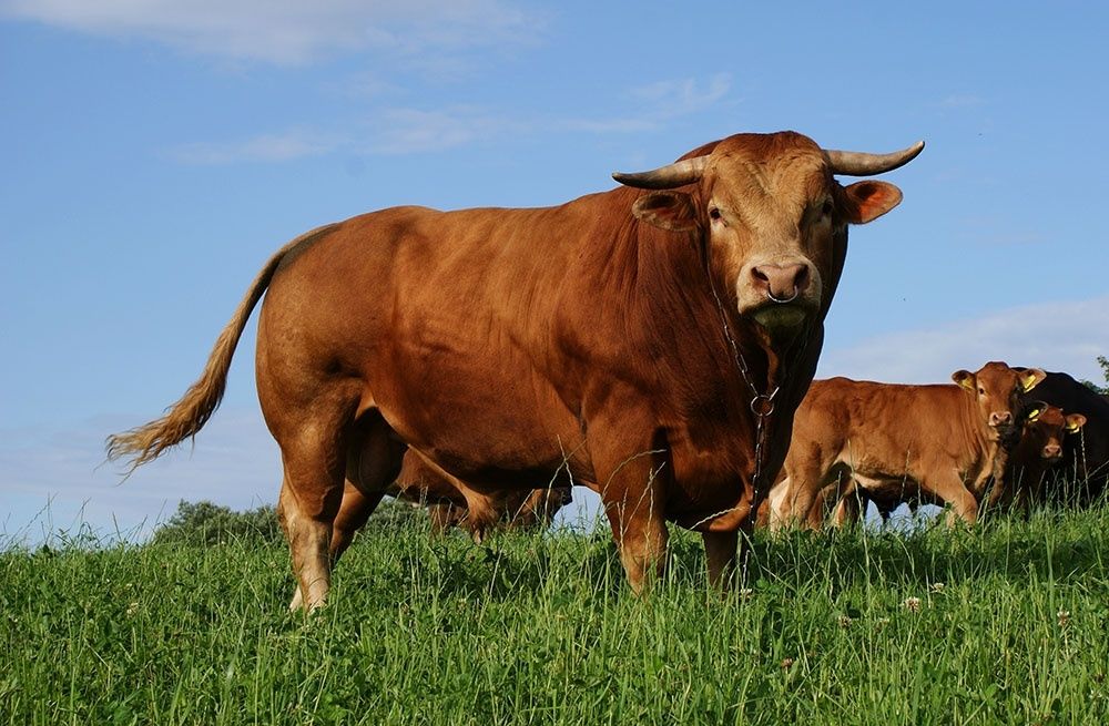 Skup i transport zwierząt bydła