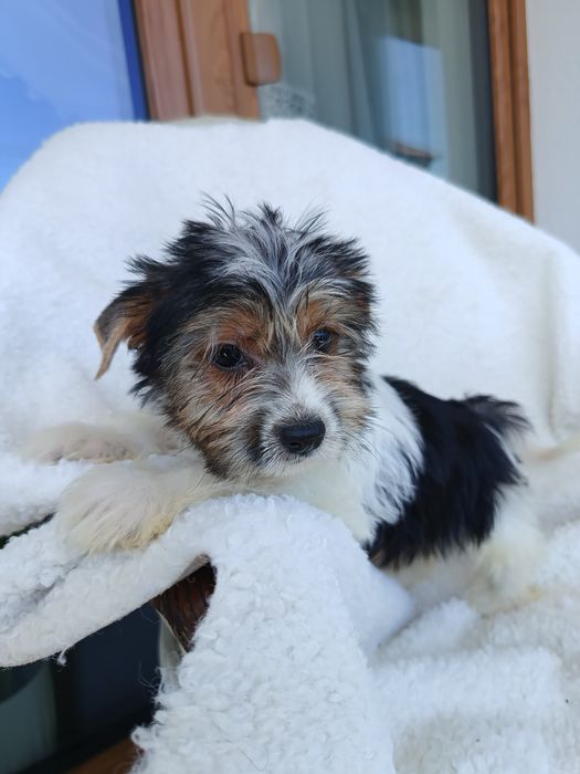 Psy rasowe york terrier