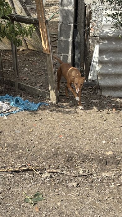 Podengo de caça premium