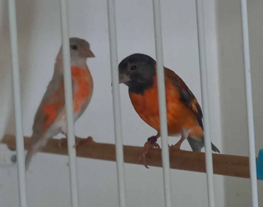 Cardinalitos da venezuela