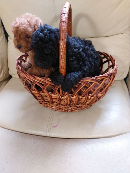 Гарненькі тойчики