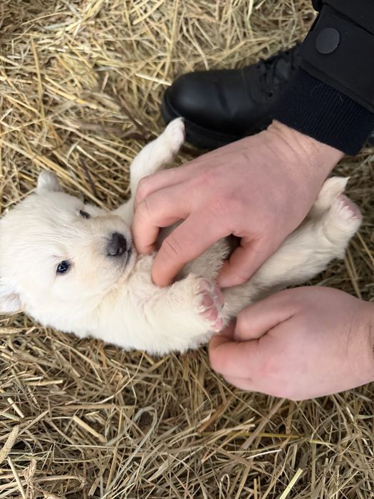 Щенята в добрі руки